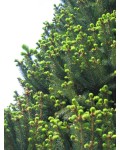 Ель обыкновенная / европейская Купрессина | Ялина звичайна / європейська Купрессіна |  Picea abies Cupressina 
